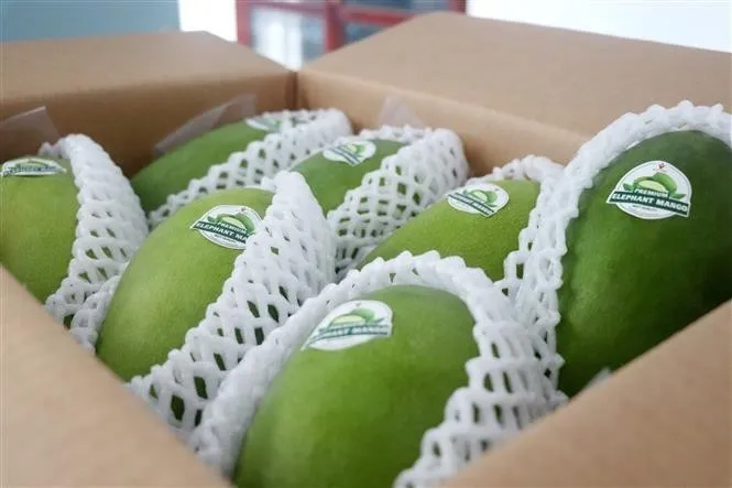 Hành trình trái xoài từ vườn ra thế giới - Ảnh 1.